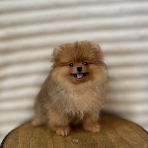 ลูกสุนัข รูปที่ 7