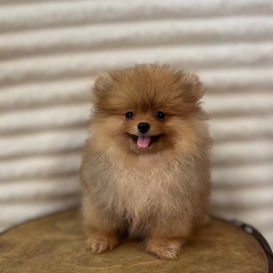 ลูกสุนัข รูปที่ 3