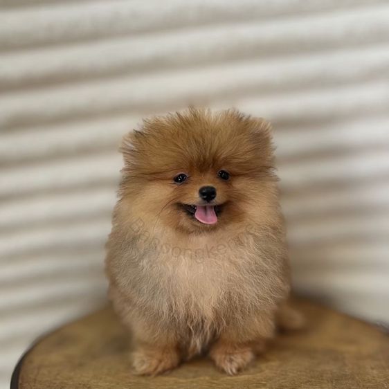 ลูกสุนัข รูปที่ 4