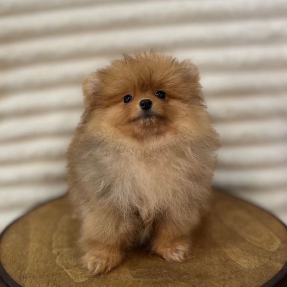 ลูกสุนัข รูปที่ 6