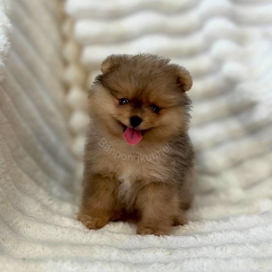 ลูกสุนัข