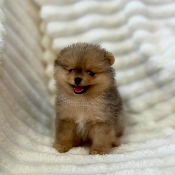 ลูกสุนัข รูปที่ 2