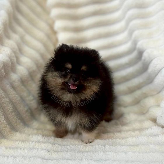 ลูกสุนัข รูปที่ 3