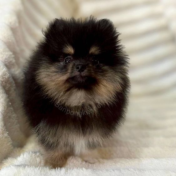 ลูกสุนัข