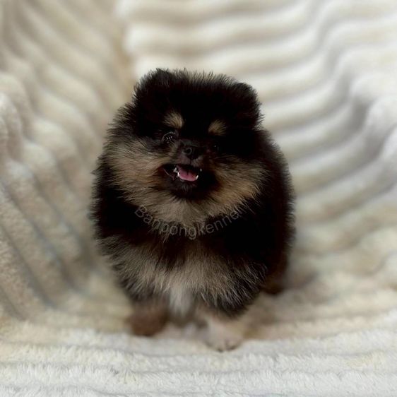 ลูกสุนัข รูปที่ 2