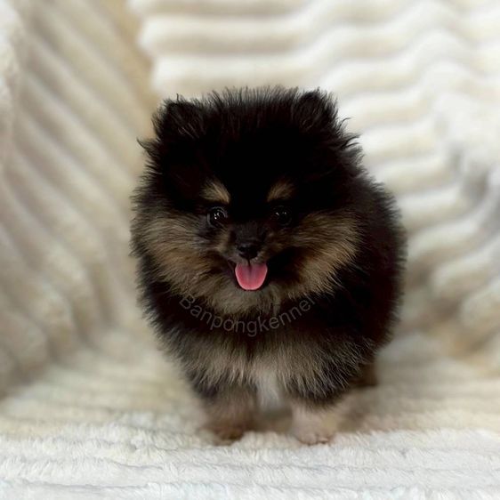 ลูกสุนัข รูปที่ 4