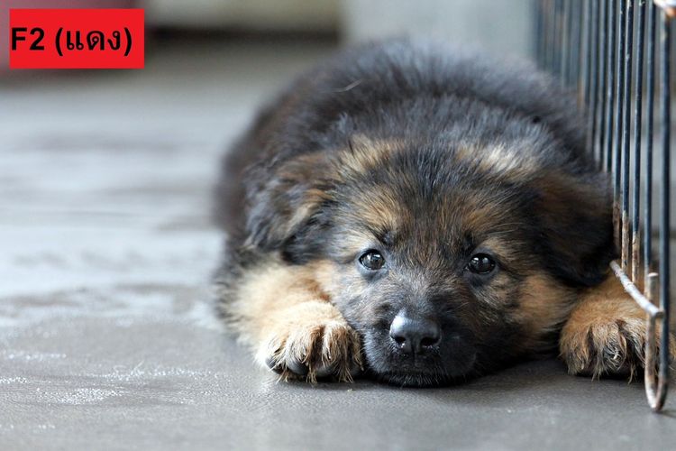 ลูกสุนัขเยอรมันเชพเพิร์ด พันธุ์แท้ k9 สุนัขตำรวจ สุนัขพันธุ์ใหญ่ รูปที่ 7