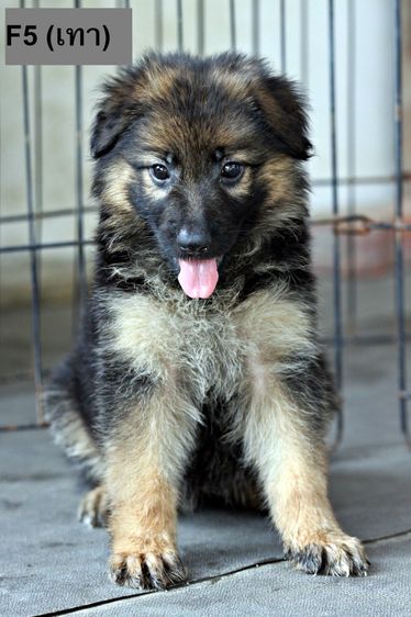 เยอรมันเชพเพิร์ด (German Shepherd) เล็ก ลูกสุนัขเยอรมันเชพเพิร์ด พันธุ์แท้ k9 สุนัขตำรวจ สุนัขพันธุ์ใหญ่