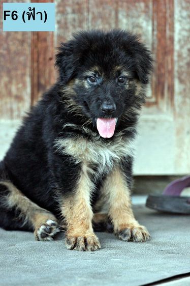 ลูกสุนัขเยอรมันเชพเพิร์ด พันธุ์แท้ k9 สุนัขตำรวจ สุนัขพันธุ์ใหญ่ รูปที่ 10