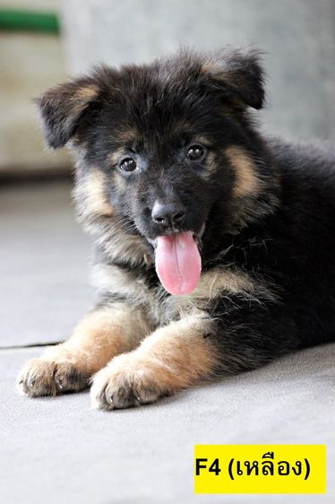 ลูกสุนัขเยอรมันเชพเพิร์ด พันธุ์แท้ k9 สุนัขตำรวจ สุนัขพันธุ์ใหญ่ รูปที่ 2