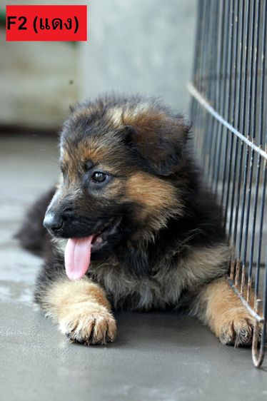 ลูกสุนัขเยอรมันเชพเพิร์ด พันธุ์แท้ k9 สุนัขตำรวจ สุนัขพันธุ์ใหญ่ รูปที่ 6