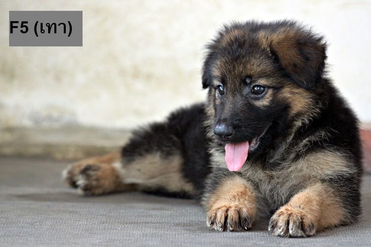 ลูกสุนัขเยอรมันเชพเพิร์ด พันธุ์แท้ k9 สุนัขตำรวจ สุนัขพันธุ์ใหญ่ รูปที่ 8