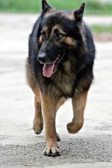 ลูกสุนัขเยอรมันเชพเพิร์ด พันธุ์แท้ k9 สุนัขตำรวจ สุนัขพันธุ์ใหญ่ รูปที่ 14