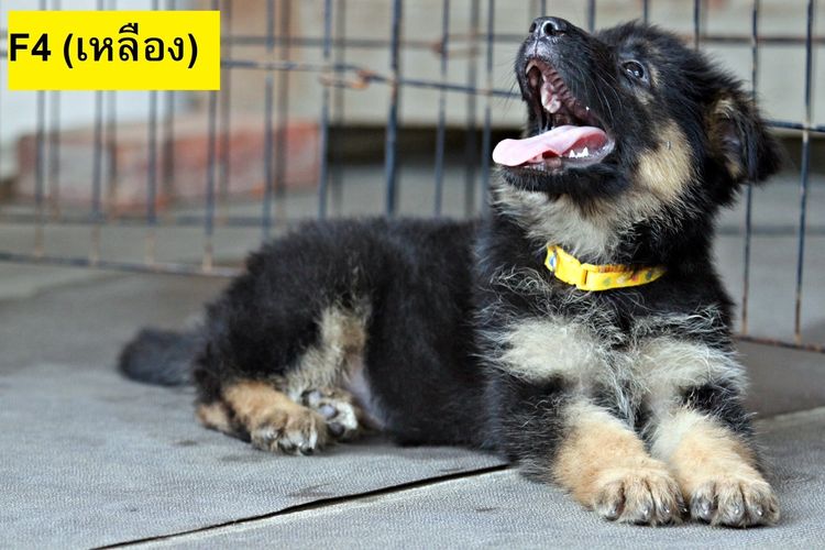 ลูกสุนัขเยอรมันเชพเพิร์ด พันธุ์แท้ k9 สุนัขตำรวจ สุนัขพันธุ์ใหญ่ รูปที่ 4