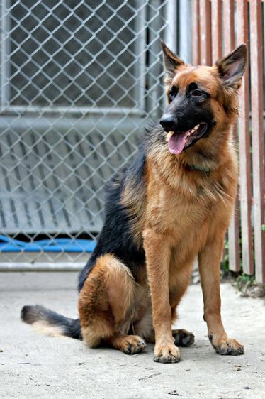 ลูกสุนัขเยอรมันเชพเพิร์ด พันธุ์แท้ k9 สุนัขตำรวจ สุนัขพันธุ์ใหญ่ รูปที่ 16