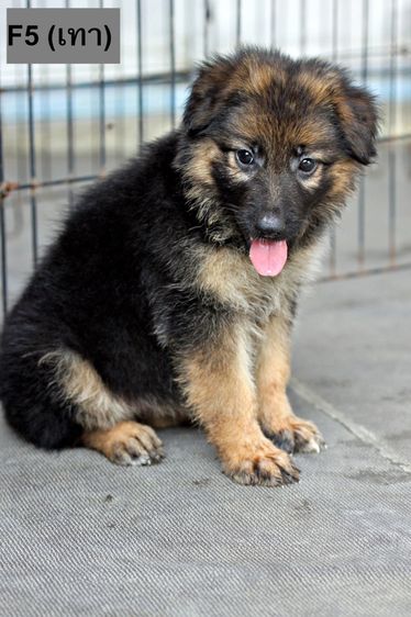 ลูกสุนัขเยอรมันเชพเพิร์ด พันธุ์แท้ k9 สุนัขตำรวจ สุนัขพันธุ์ใหญ่ รูปที่ 9