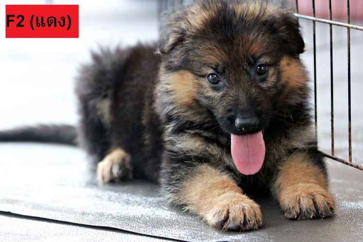 ลูกสุนัขเยอรมันเชพเพิร์ด พันธุ์แท้ k9 สุนัขตำรวจ สุนัขพันธุ์ใหญ่ รูปที่ 5