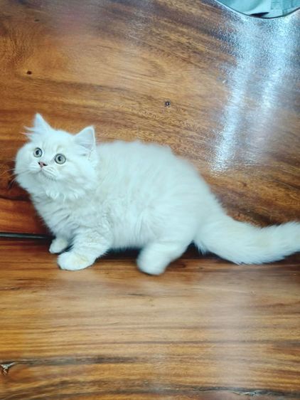 บริติชช็อตแฮร์ขนยาว รูปที่ 7