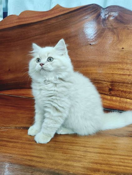 บริติชช็อตแฮร์ขนยาว รูปที่ 3