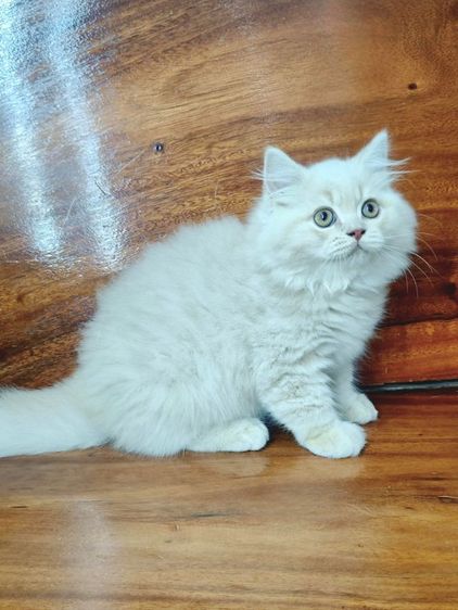 บริติชช็อตแฮร์ขนยาว รูปที่ 8