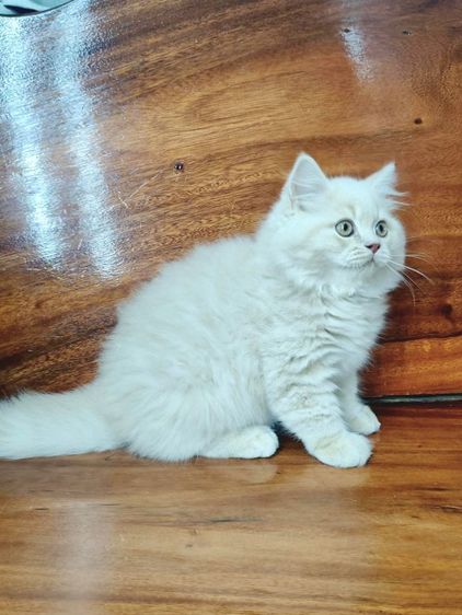 บริติชช็อตแฮร์ขนยาว รูปที่ 6