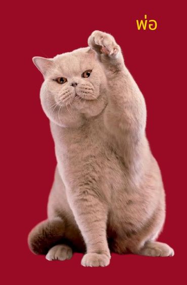 บริติชช็อตแฮร์ขนยาว รูปที่ 10