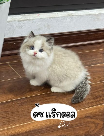 แมวแร็กดอลกรุงเทพมาดูตัวได้ รูปที่ 6