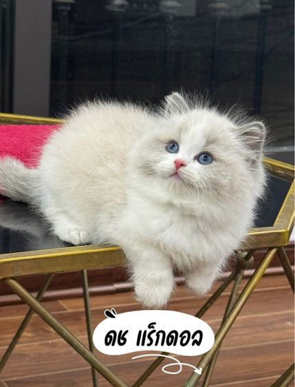 แมวแร็กดอลกรุงเทพมาดูตัวได้ รูปที่ 5