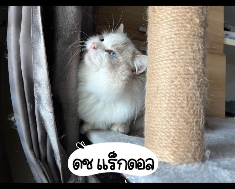 แมวแร็กดอลกรุงเทพมาดูตัวได้ รูปที่ 4