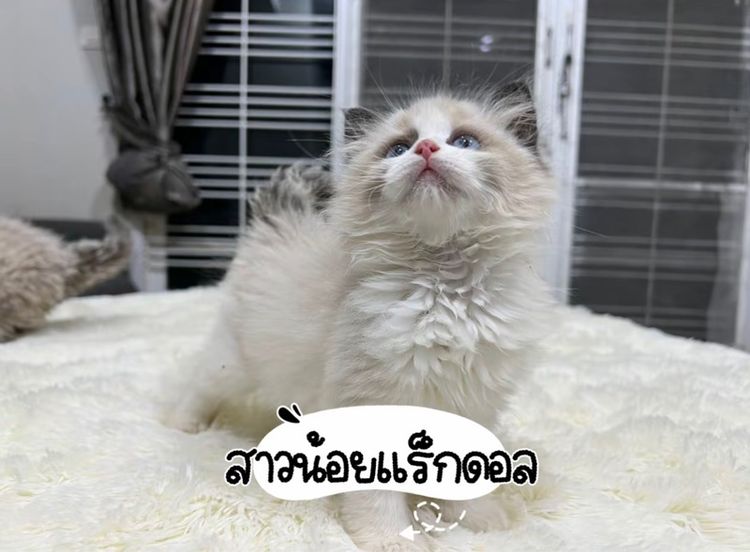 แมวแร็กดอลกรุงเทพมาดูตัวได้ รูปที่ 3