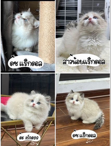 แมวแร็กดอลกรุงเทพมาดูตัวได้ รูปที่ 2