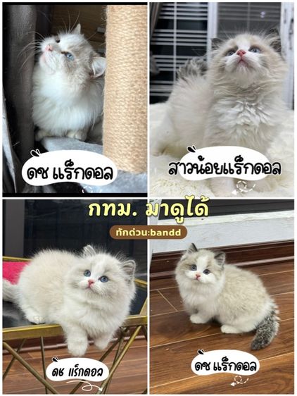 แร็กดอลล์ (Ragdoll) แมวแร็กดอลกรุงเทพมาดูตัวได้
