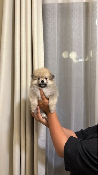 ปอมแท้ รูปที่ 2