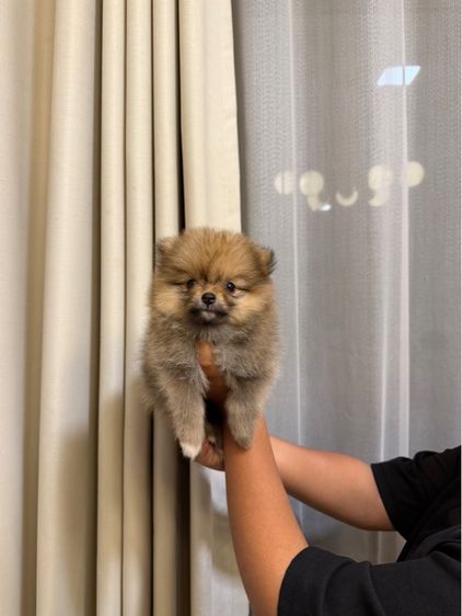 ปอมเมอเรเนียน (Pomeranian) เล็ก ปอมแท้