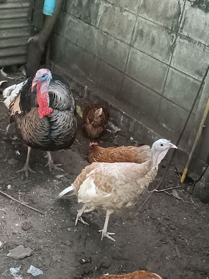 ลูกไก่งวง