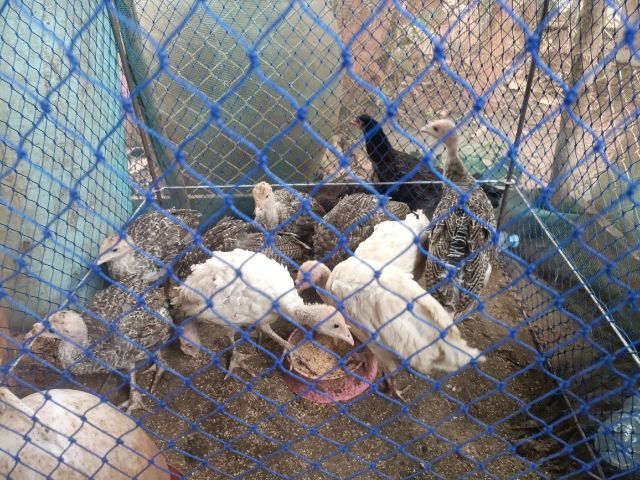 ลูกไก่งวง รูปที่ 2