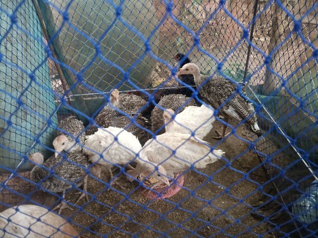 ลูกไก่งวง รูปที่ 3