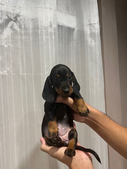 ลูกดัชชุนขนสั้น รูปที่ 2