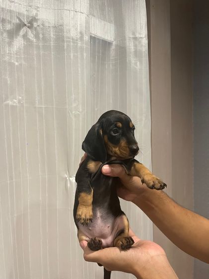 ลูกดัชชุนขนสั้น รูปที่ 3