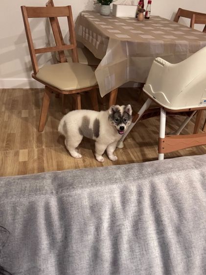 สุนัขบางแก้ว รูปที่ 2