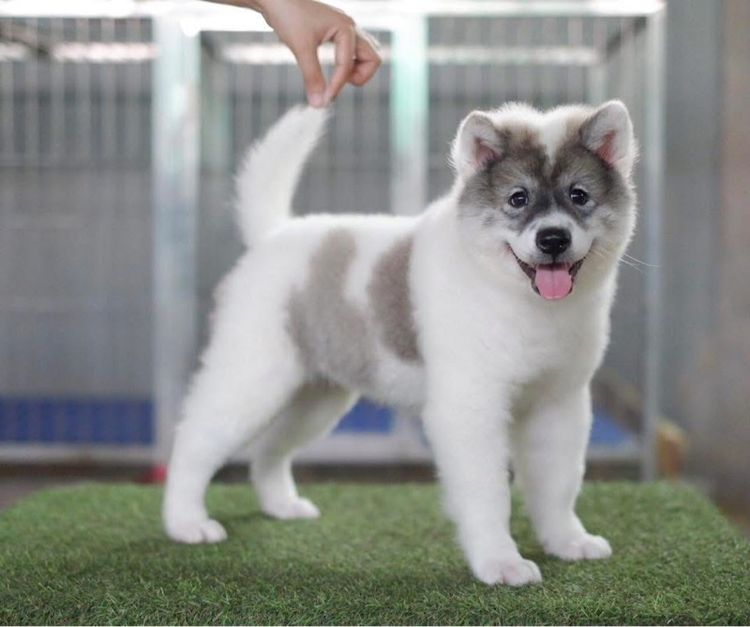 สุนัขบางแก้ว รูปที่ 4