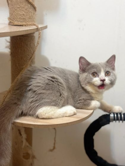 บริติชช็อตแฮร์ รูปที่ 2