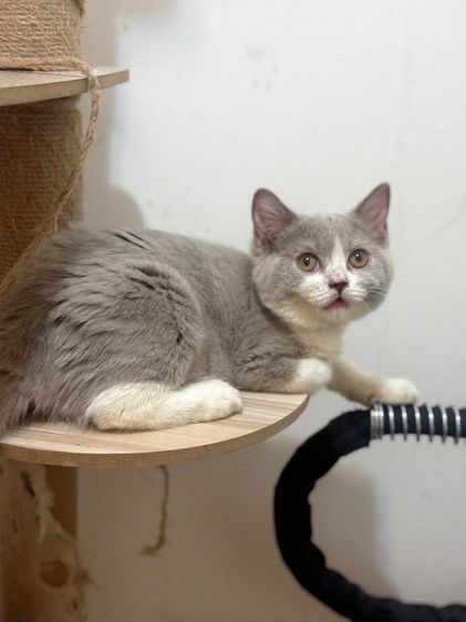 บริติช ชอร์ตแฮร์ (British Shorthair) บริติชช็อตแฮร์