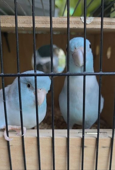 นกฟอพัส