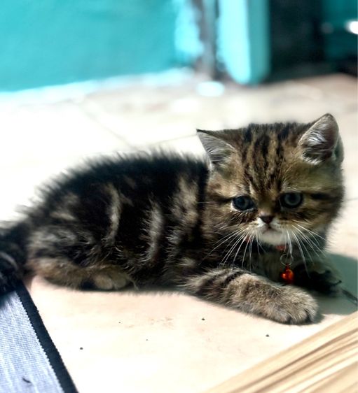 ลูกแมวสก๊อตติช ช ญ 3 เดือน รูปที่ 2