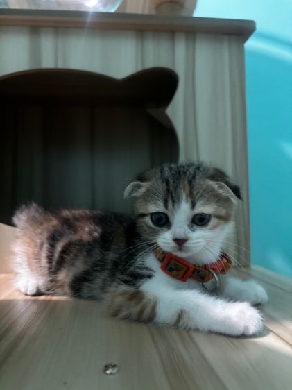 ลูกแมวสก๊อตติช ช ญ 3 เดือน รูปที่ 3