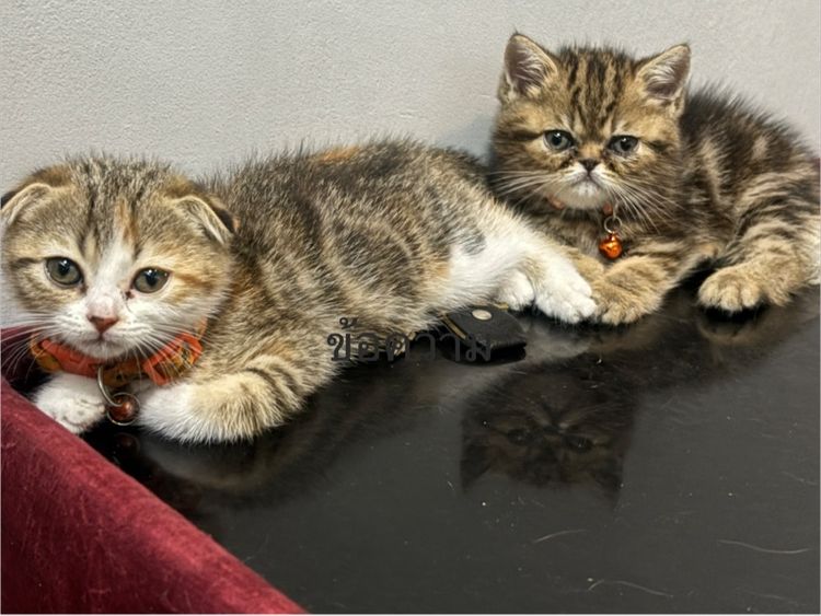 สก็อตติช โฟลด์ (Scottish Fold) ลูกแมวสก๊อตติช ช ญ 3 เดือน