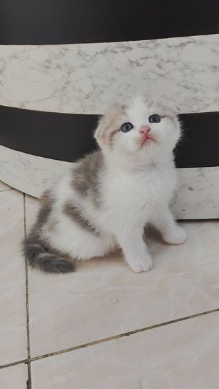 แมวพันธุ์ scottish fold รูปที่ 12