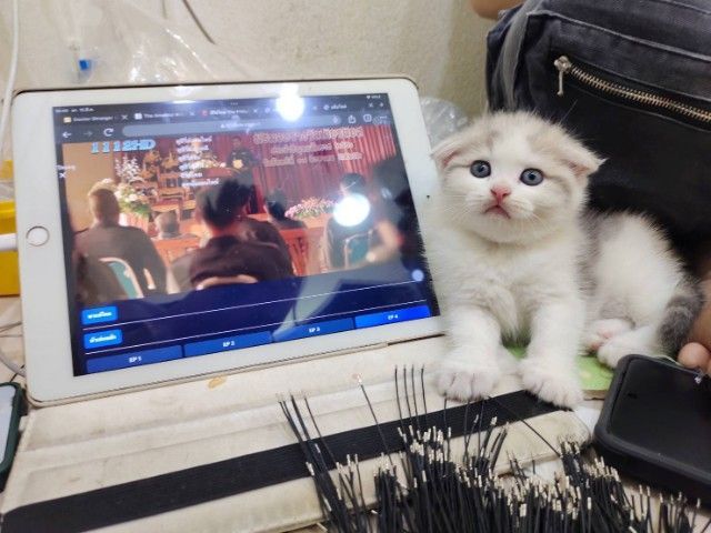 แมวพันธุ์ scottish fold รูปที่ 5