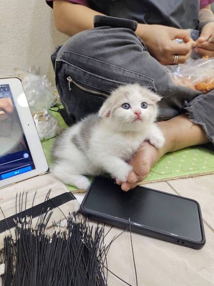 แมวพันธุ์ scottish fold รูปที่ 7